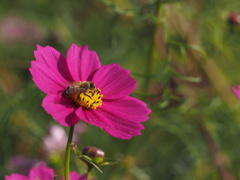 秋桜1