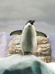 King of Penguin