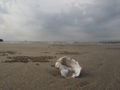 来年も夏を待つ砂浜