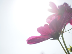 秋桜3