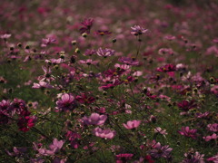 秋桜2