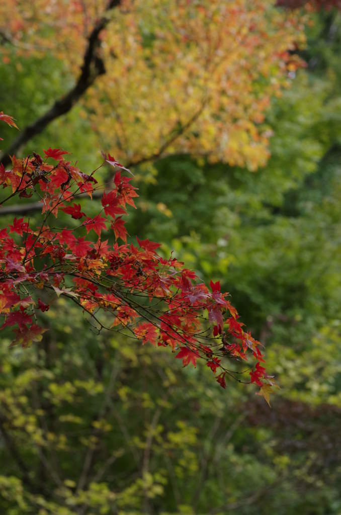 紅葉4