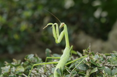 カマキリ拳法　基本型