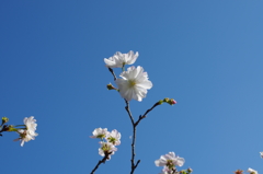 秋に咲く桜