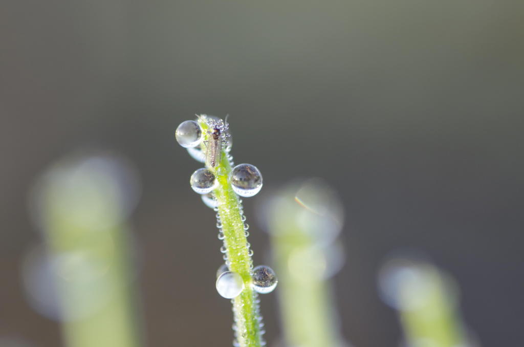 朝露と小さな虫