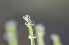 朝露と小さな虫