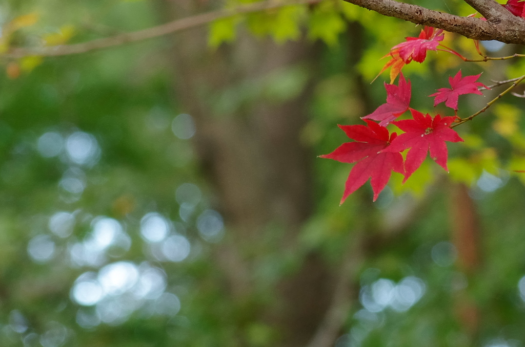 しだれ紅葉