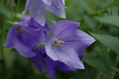 淡い色の花