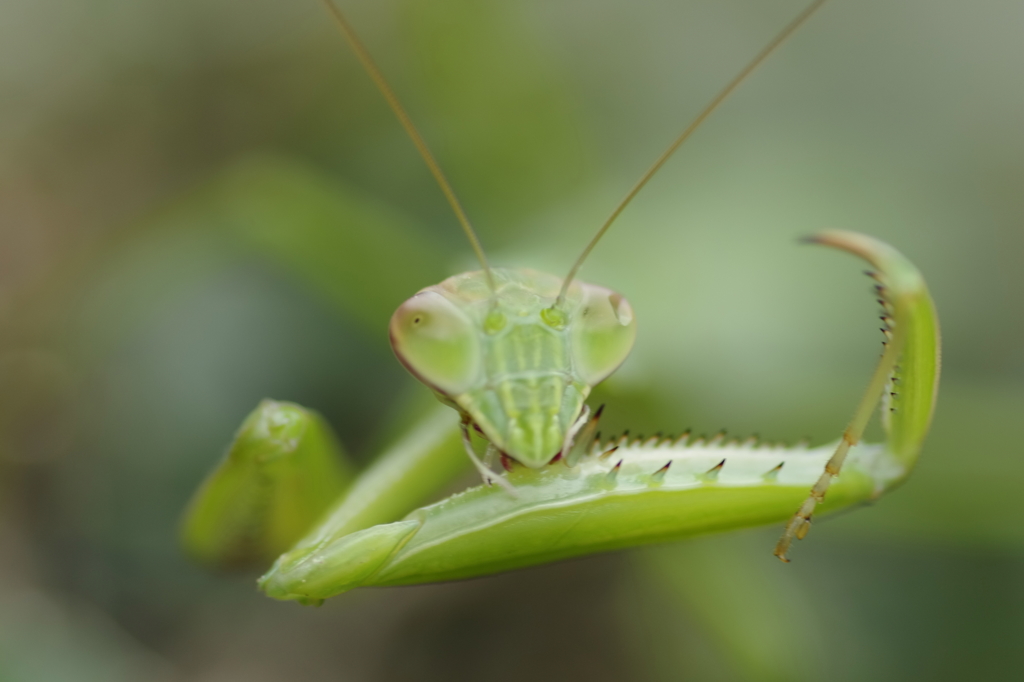 カマの手入れ