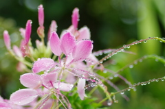 雨上がりの花