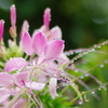 雨上がりの花