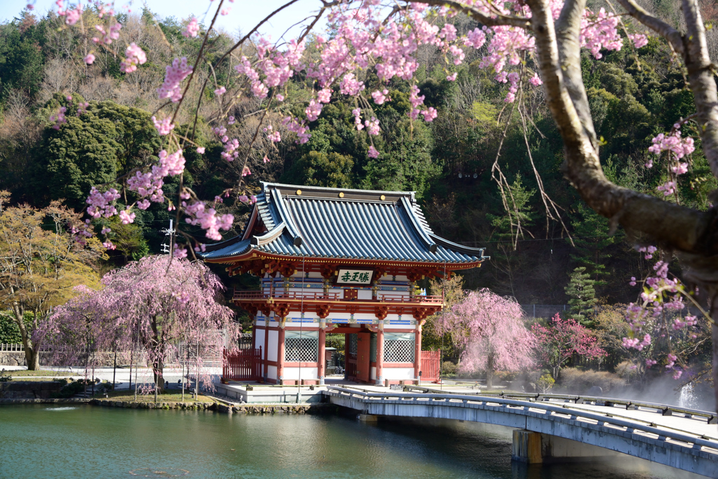 勝尾寺に春来る