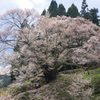 佛隆寺 千年桜