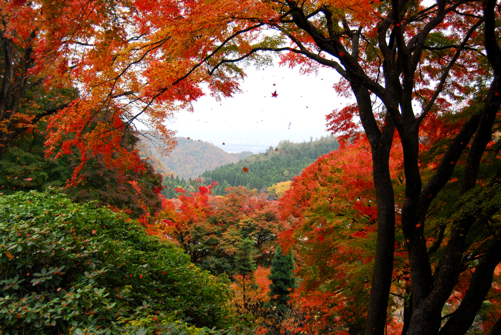 紅葉吹雪