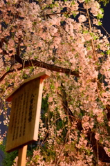 造幣局 夜の八重桜