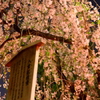 造幣局 夜の八重桜