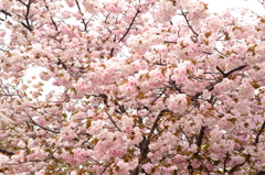 造幣局 桜の通り抜け