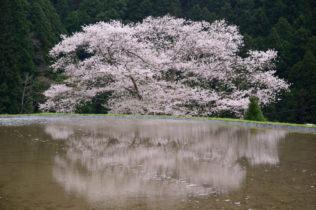 諸木野の桜