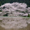 諸木野の桜