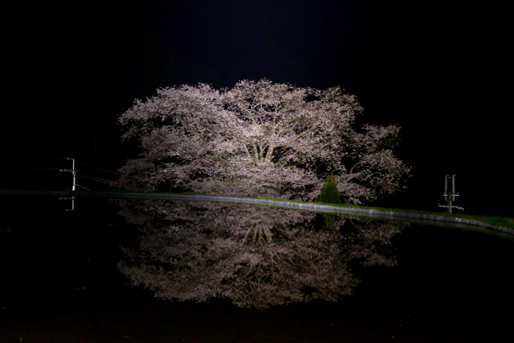 諸木野の夜桜