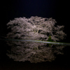 諸木野の夜桜