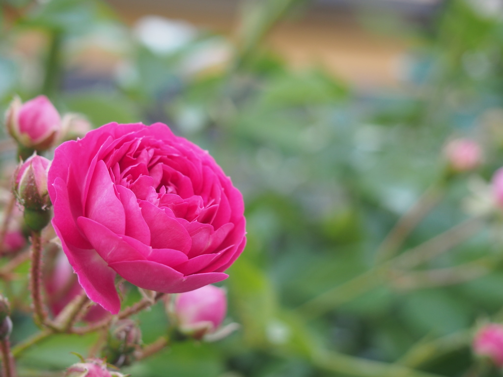 庭先の花　キングローズ