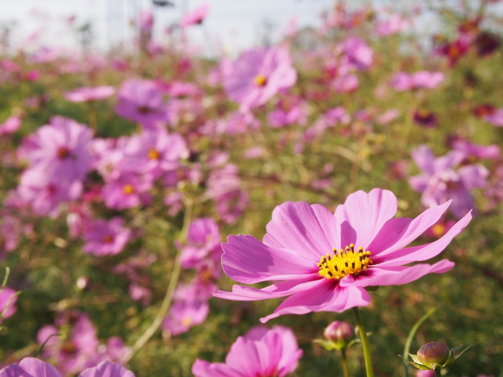 秋桜畑にて そのいち