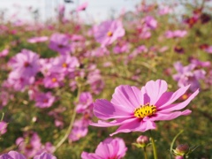 秋桜畑にて そのいち
