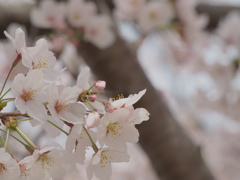 桜☆満開