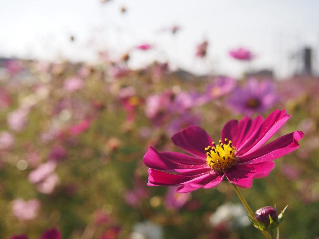秋桜畑にて そのに
