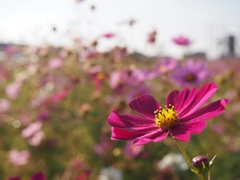 秋桜畑にて そのに