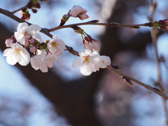 桜咲く