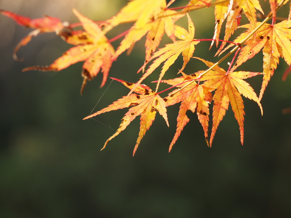 紅葉を見に行ってきました。　そのに