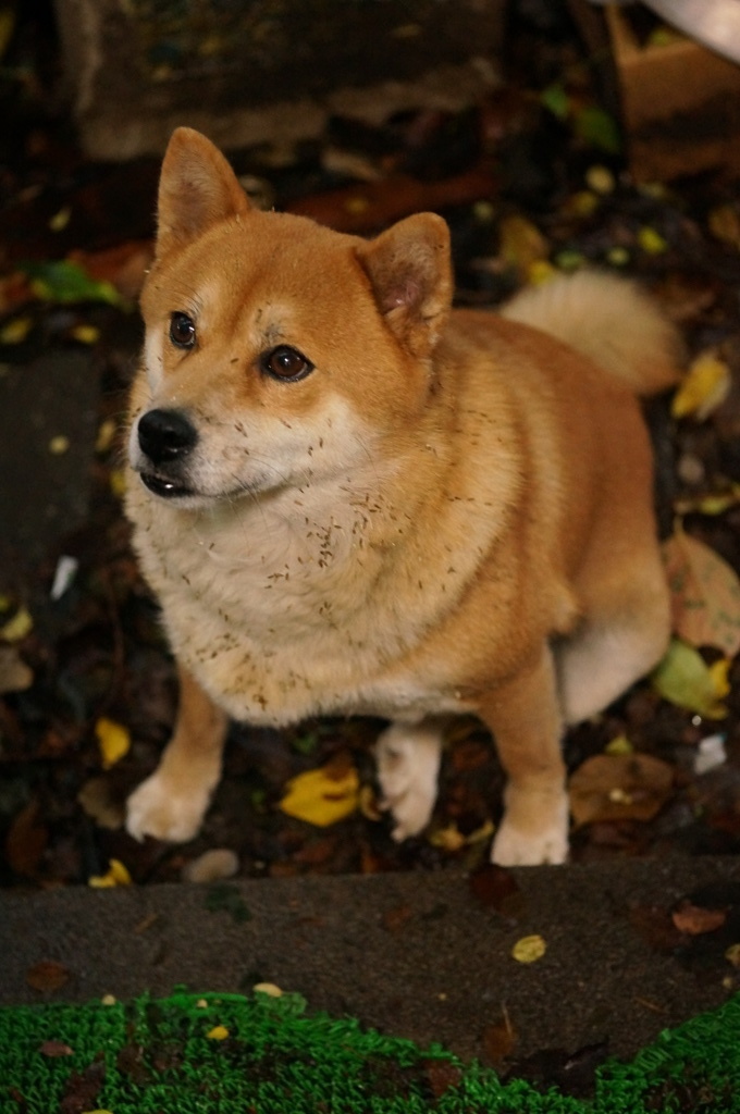 こうして種は運ばれる。
