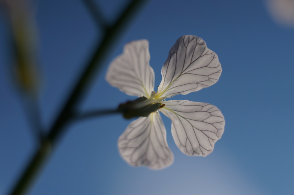 秋空と花