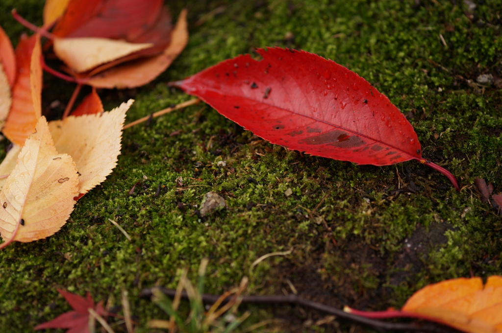 苔と紅葉