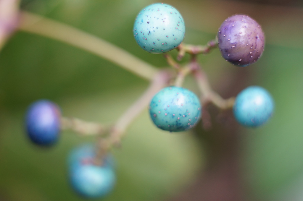 SIGMA60mmF2.8+Kenko接写リング26mm最大倍率付近F2.8