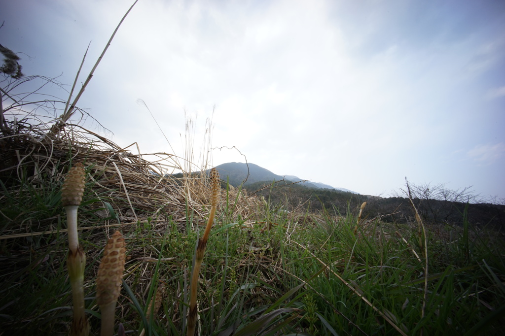 つくしと比叡山