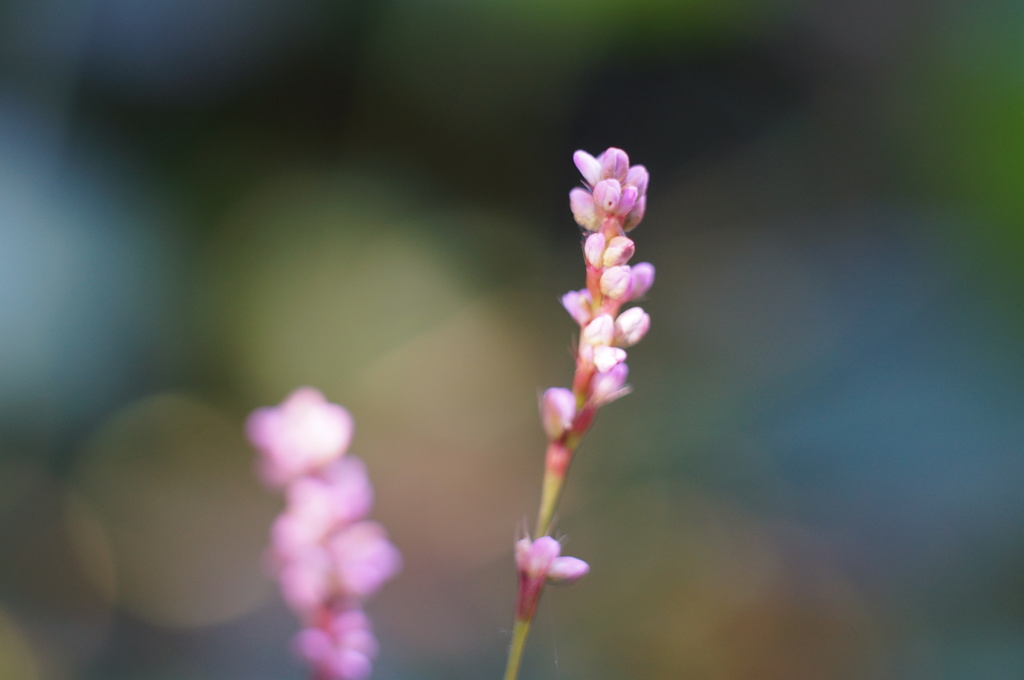 蓼の花　SIGMA60mmF2.8+Kenko接写リング26mm最大倍率付近F2