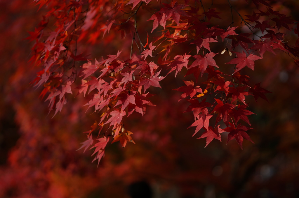 朱