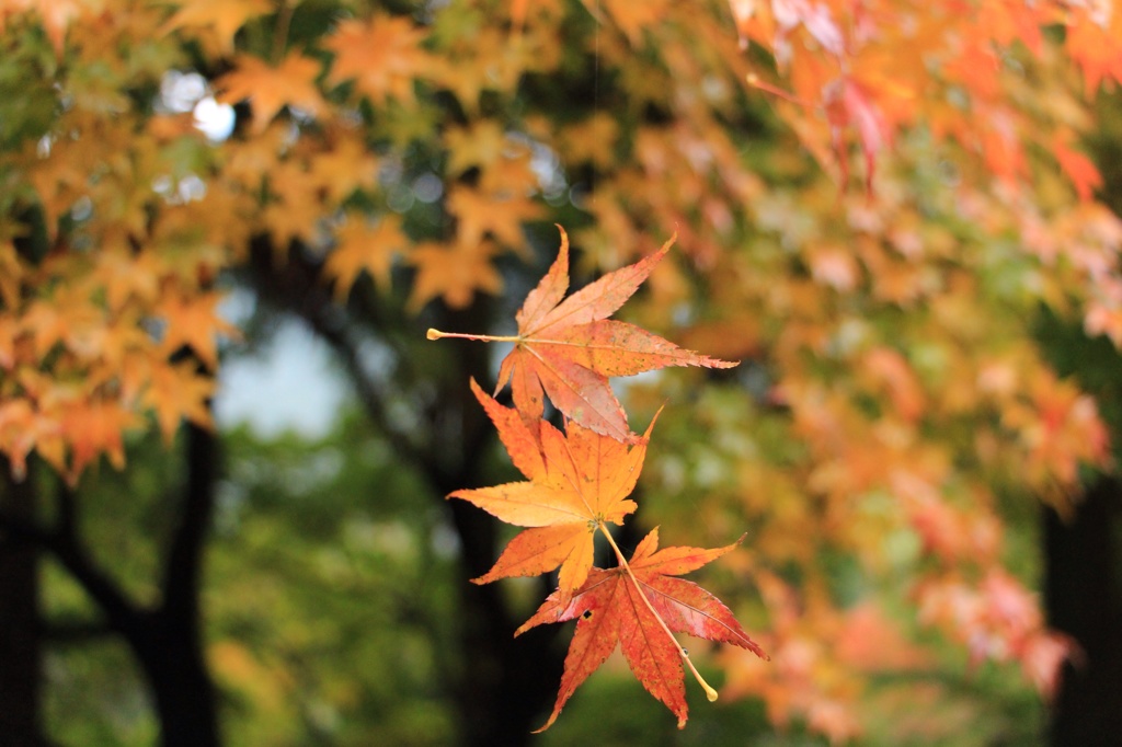 浮かぶ紅葉