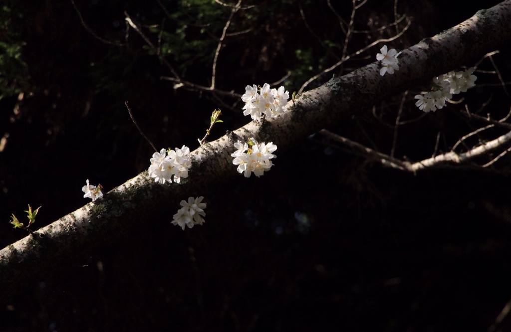 明星桜  2