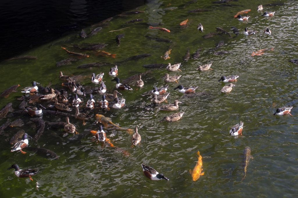 松見公園(3)