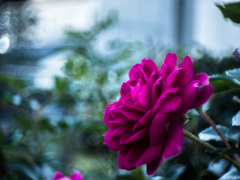 浄園の薔薇