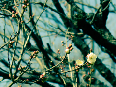 梅色々(6)