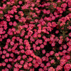 薔薇敷き