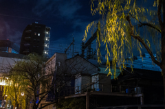 山吹陽