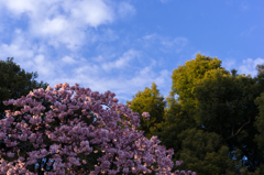 上野の空(1)