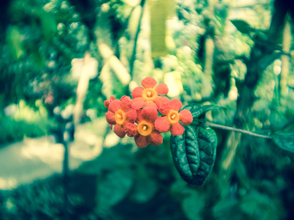 四ッ芽