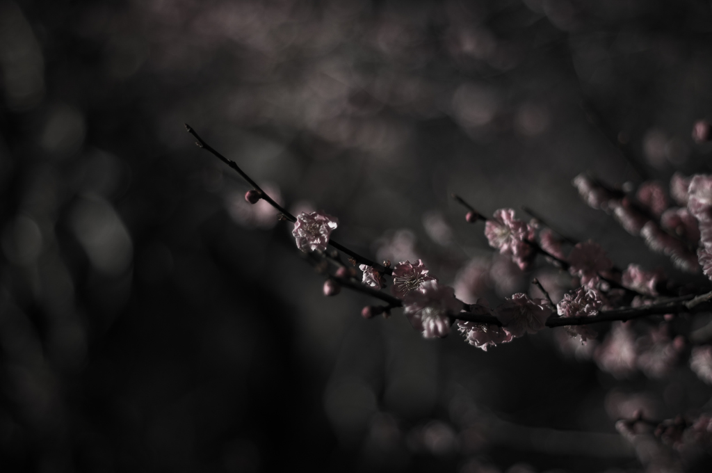 夜梅祭(4)